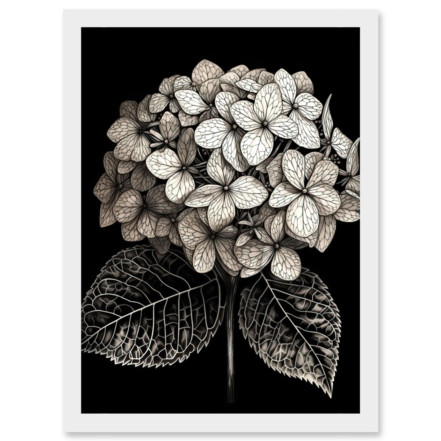モノクロ原画 花❁❀✿✾ Amazon.com: Artery8 Black and White Artistic Hydrangea Flower